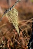 Usnea dasopoga