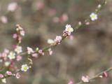 Polygonum equisetiforme