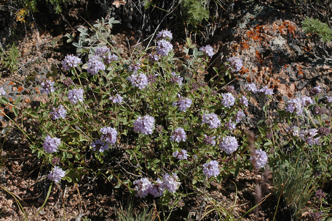 Image of Ziziphora clinopodioides specimen.