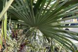 Trachycarpus fortunei. Соплодие с незрелыми плодами и основание листа. Крым, Южный Берег, г. Алушта, в культуре. 24.07.2021.