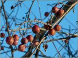 Malus domestica подвид cerasifera. Ветвь с зимующими плодами. Чувашия, г. Шумерля, городской парк. 3 декабря 2010 г.