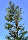 Cupressus sempervirens. Верхушка ветви с шишками. Марокко, обл. Танжер - Тетуан - Эль-Хосейма, окр. г. Ваззан, в культуре. 05.01.2023.