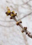 Fraxinus pennsylvanica. Прошлогодний побег с распускающимися почками. Казахстан, Восточно-Казахстанская обл., г. Усть-Каменогорск, набережная р. Иртыш, в озеленении. 02.05.2023.