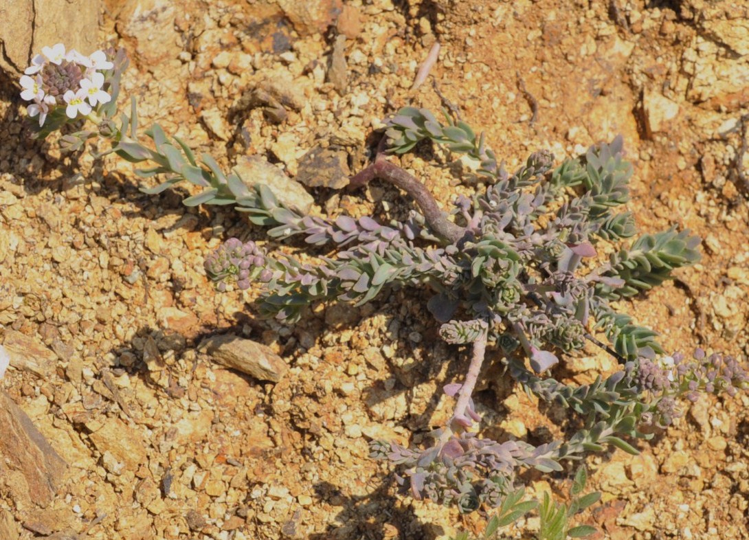 Изображение особи Aethionema saxatile ssp. graecum.
