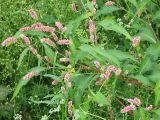 Persicaria maculosa