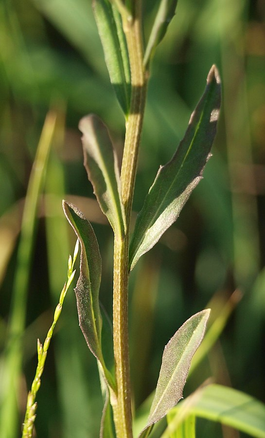 Image of Erysimum hieraciifolium specimen.