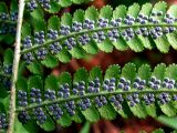 Dryopteris filix-mas