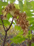 Ailanthus altissima. Верхушка ветви с соплодиями. Южный берег Крыма, окр. пгт Гурзуф, у дороги. 27 сентября 2012 г.