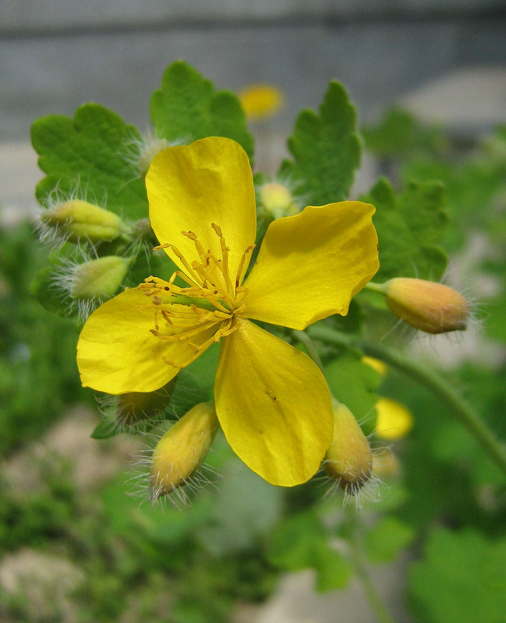 Изображение особи Chelidonium majus.