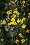 Potentilla argentea