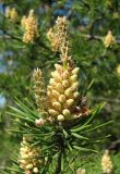 Pinus sylvestris