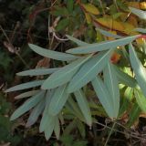 Euphorbia griffithii