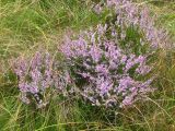 Calluna vulgaris. Цветущее растение. Украина, Львовская обл., Бориславский горсовет, пгт Сходница, луг на склоне. 14.08.2012.