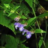 Scutellaria galericulata