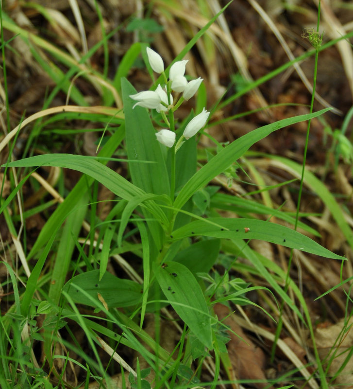 Изображение особи Cephalanthera longifolia.