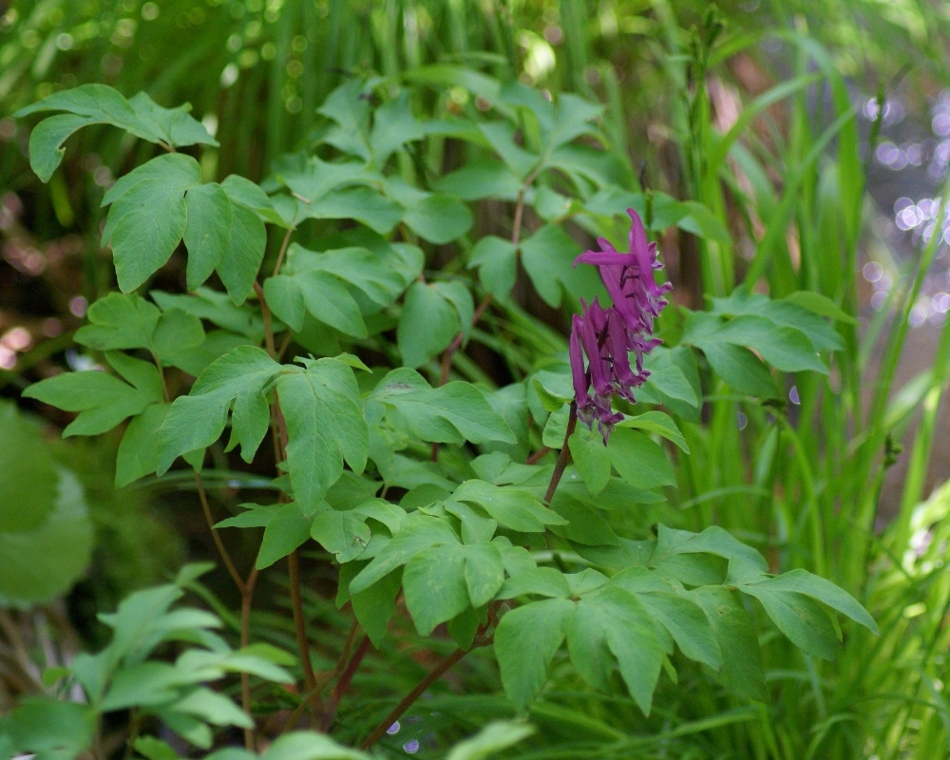 Изображение особи Corydalis macrantha.