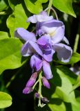 Wisteria sinensis. Соцветие. Южный Берег Крыма, г. Алупка, парк Воронцовского дворца. Июнь 2010 г.