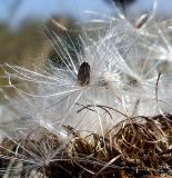 Cirsium serrulatum