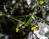 Ranunculus polyphyllus