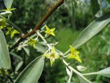 Elaeagnus angustifolia