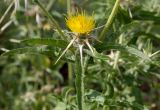 Centaurea procurrens