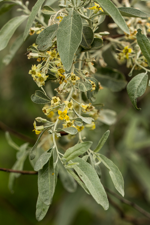 Изображение особи Elaeagnus angustifolia.