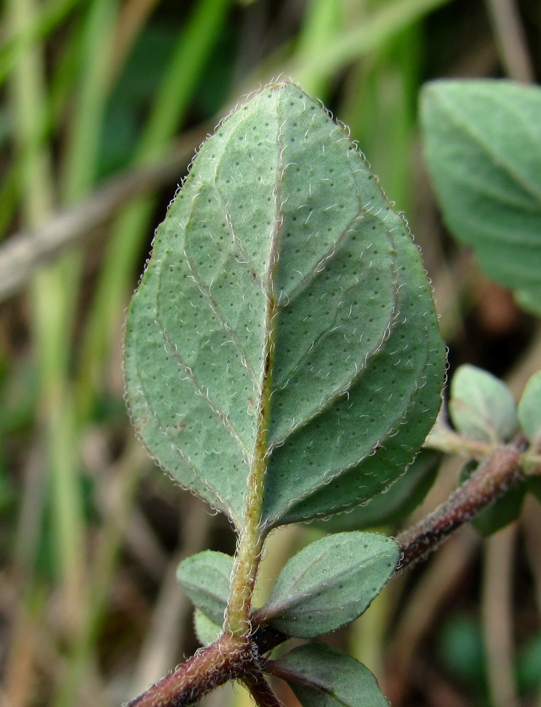 Изображение особи Origanum vulgare ssp. viride.