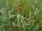 Salix myrtilloides