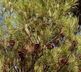 Pinus halepensis