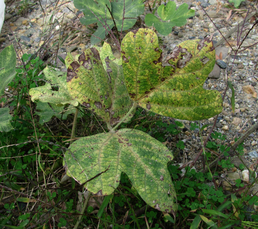 Image of Pueraria lobata specimen.