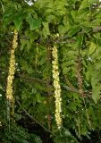 Pterocarya fraxinifolia. Незрелые и зрелое соплодие. Бельгия, г. Брюгге, озеленение. Октябрь 2015 г.