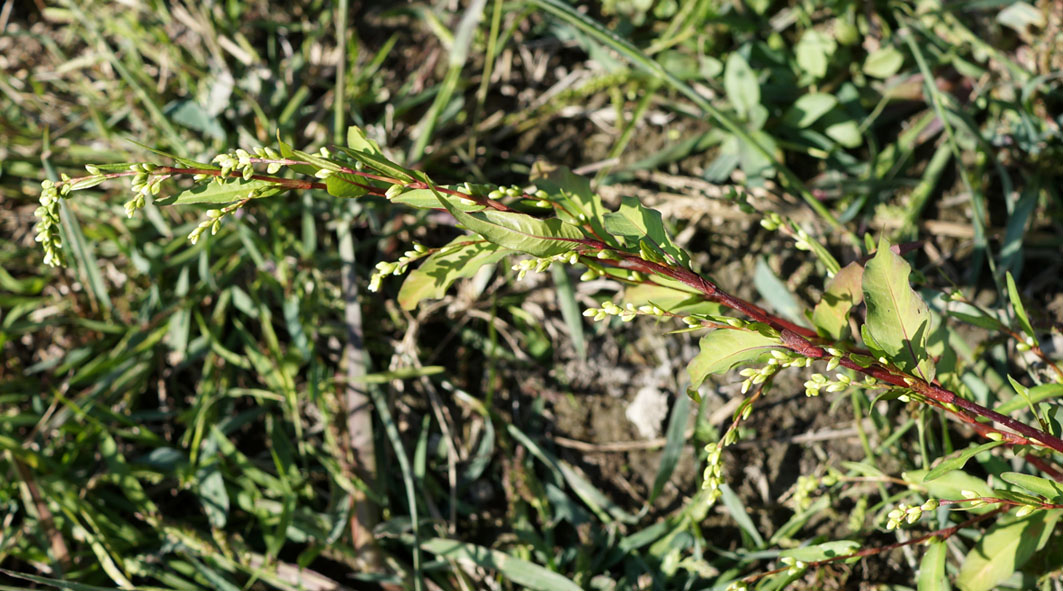 Изображение особи Persicaria hydropiper.