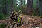 Pinus sibirica. Шишка с прорастающими семенами. Бурятия, Байкальский заповедник, нижняя часть северного склона хр. Хамар-Дабан, водораздел рек Осиновка и Ушаковка, темнохвойная тайга. 19.06.2014.