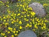 Potentilla acaulis