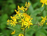 Senecio nemorensis