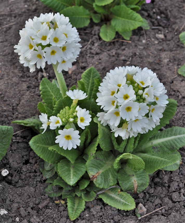 Изображение растения Primula denticulata.
