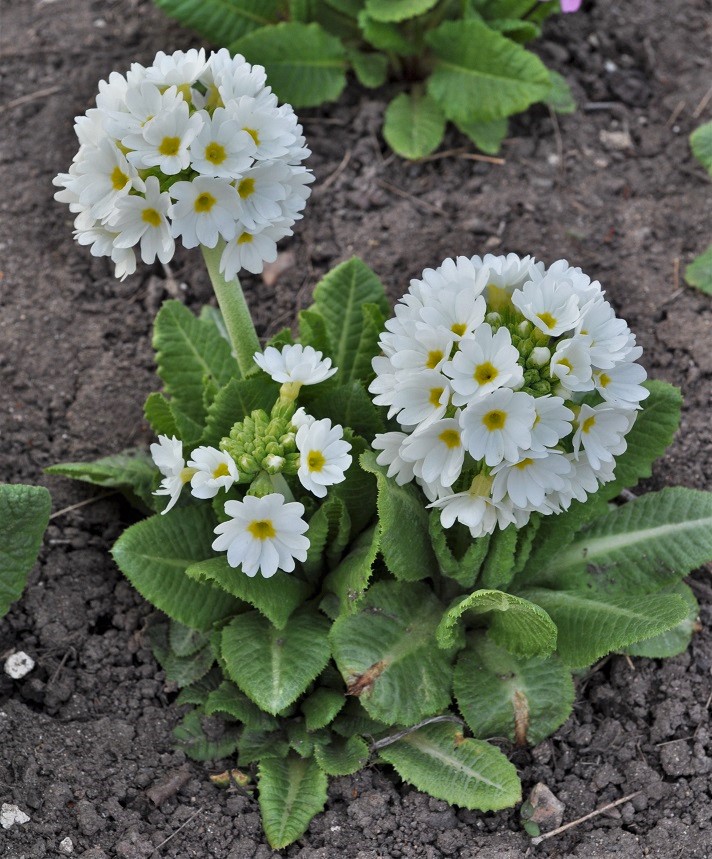 Image of Primula denticulata specimen.