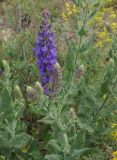 Salvia deserta