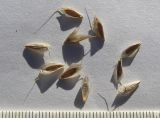 Bromus squarrosus