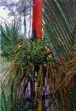 семейство Arecaceae. Соцветие. Малайзия, о. Борнео, национальный парк Мулу, территория около гостиницы. Октябрь 2004 г.