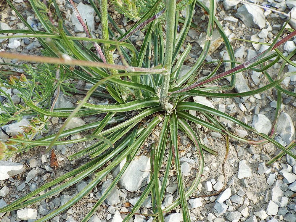 Изображение особи Scorzonera stricta.