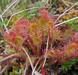 Drosera rotundifolia. Листья. Камчатский край, Алеутский р-н, о-в Медный, долина ручья Бобровый в нижнем течении, тундра. 16.08.2017.