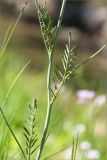 Cardamine pratensis. Средняя часть побега с листьями. Санкт-Петербург, Петергоф, Луговой парк, берег ручья, разнотравно-злаковый луг. 26.05.2018.