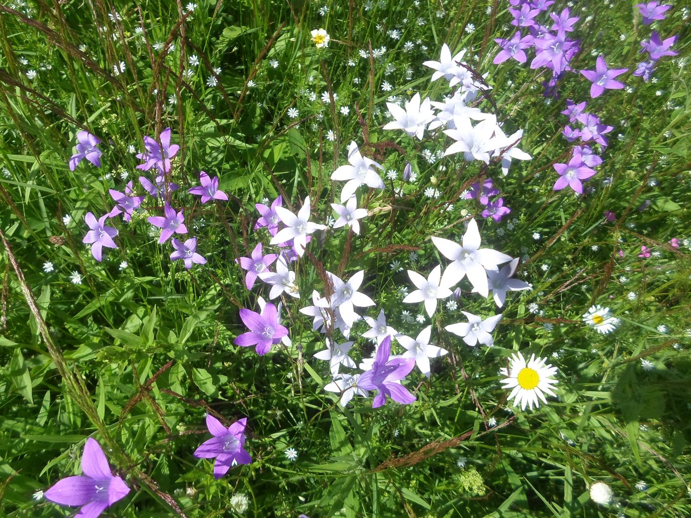 Изображение особи Campanula patula.