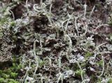 Cladonia rei