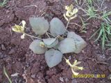 Astragalus candolleanus