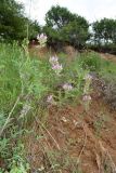 Astragalus ugamicus. Часть цветущего растения с соплодием прошлого года. Узбекистан, Ташкентская обл., зап. отр. Чаткальского хр., окр. кишлака Учтерак, склон оврага. 13.05.2018.