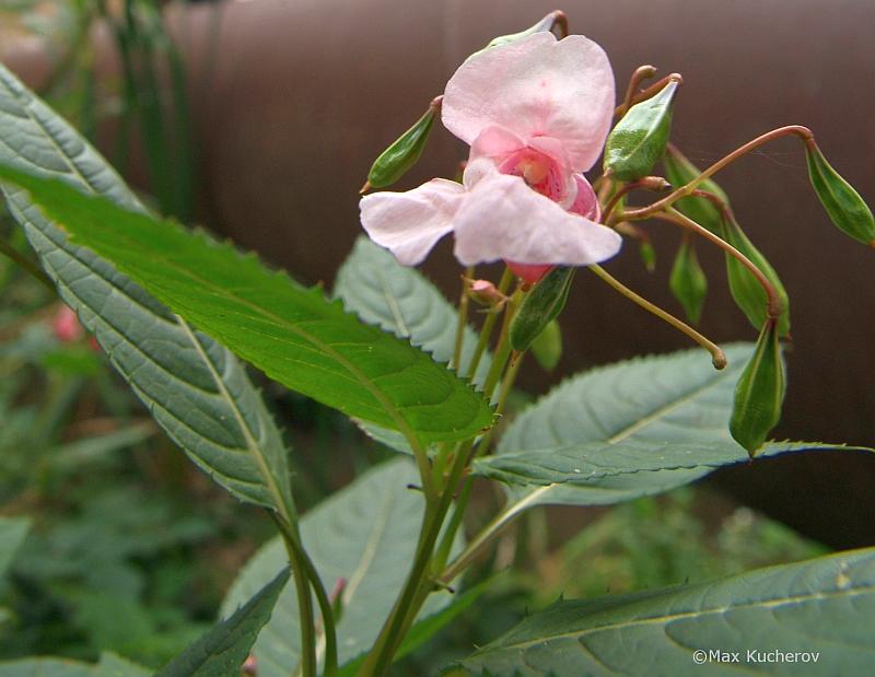 Изображение особи Impatiens glandulifera.