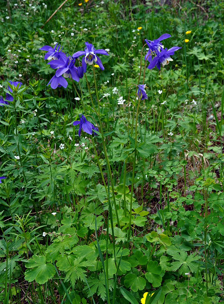 Изображение особи Aquilegia sibirica.