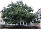 Paulownia tomentosa